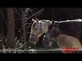 Animales sanos, alimentos seguros Animales sanos, alimentos seguros