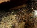Odontoponera transversa hunts