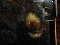 videos de Flower Beetle Pupation...Day 1