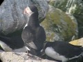 Puffin Fever