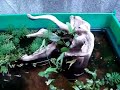 ベランダ　ビオトープ