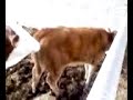 les vaches