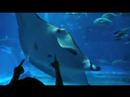 ??????(Churaumi Aquarium)