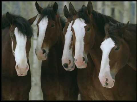 WATCH THESE RIGHT NOW! Every Budweiser Clydesdale Commercial Since 1996