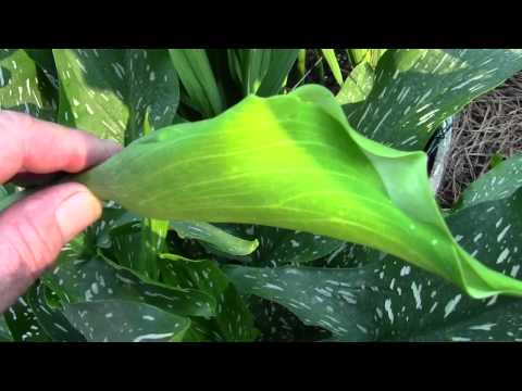 how to transplant arum lilies