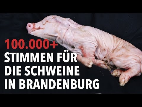 100.000 Stimmen fr Schweine - Petitions-bergabe i ...