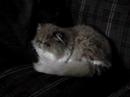 Pichie the cat