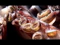 Giant Humboldt Squid Documentary