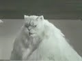 Funny Fat Cat (Fake)