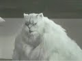 Funny Fat Cat (Fake)