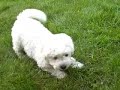 BICHON FRISE PUPPIES 2 months old BICHON FRISE PUPPIES 2 months old