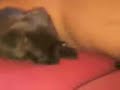 LE CHIEN QUI SCRATCHE LE CHIEN QUI SCRATCHE