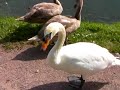 Famille de cygnes, hors de l\