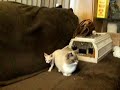 Taun Taun