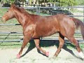 Red in the round pen Red in the round pen