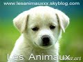 animaux, chiots, chiens, chatons, chats