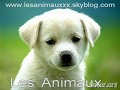 Non n'abandonnez pas ............... les animaux