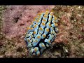 Immersione Sub Foto Lombardo Vincenzo Marina Gioiosa Ionica