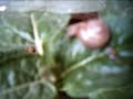 Garden Snail