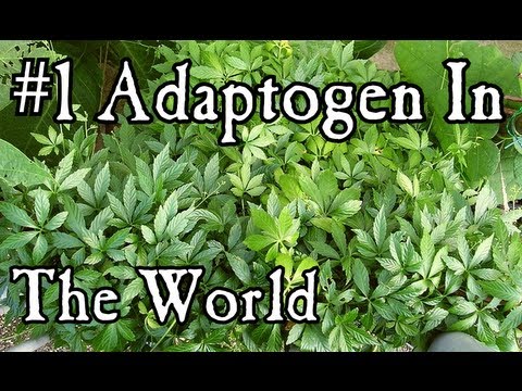 how to grow gynostemma pentaphyllum