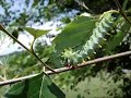hungry catepillar