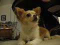 Talking chihuahua Talking chihuahua