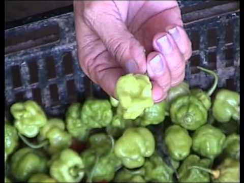 how to grow scotch bonnet