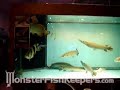 Taiwan Monster Tank  at Tian Shia - Monsterfishkeepers.com