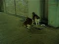 Cats in Sendai Cats in Sendai