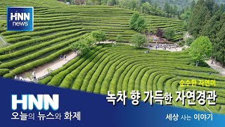 녹차 향 가득한 자연경관 / 세상 사는 이야기