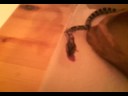 My Anery Corn Snake Nom-ing on a mouse