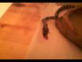 My Anery Corn Snake Nom-ing on a mouse
