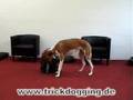 Dog stealing money