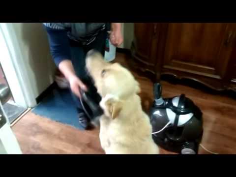 Dog Loves Vacuum Cleaner