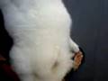 videos de Pipok