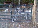 Fall Dogsledding in Vermont