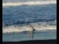 Fox wandering about at the beach