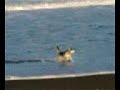 Fox wandering about at the beach