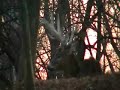 40 point non-typical Whitetail Deer in Pennsylvania