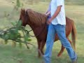 Chigger, a 7 yr. old kid safe pony.