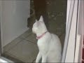 The worst cat in the world!