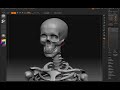 Zbrush Male Muscular Anatomy