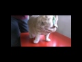 Keeping Cats Cool in Hot Weather 