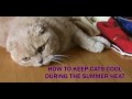 HOW TO KEEP CATS COOL DURING THE SUMMER HEAT: hot weather pet care tips, prevent cat heatstroke