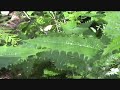 Stinging Nettle attacks man