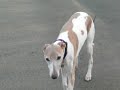 marcie, Burt  Whippet playing on the beach, but not Huxley!