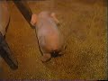 Petit reportage sur les misères infligées aux porcelets dans les élevages porcins.