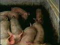 élevage des porcelets