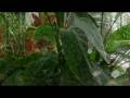 videos de Huntington Museum of  Art