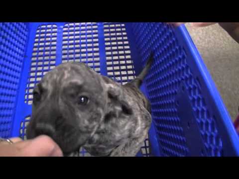 raneve23 - presa canario 8 week old puppy.